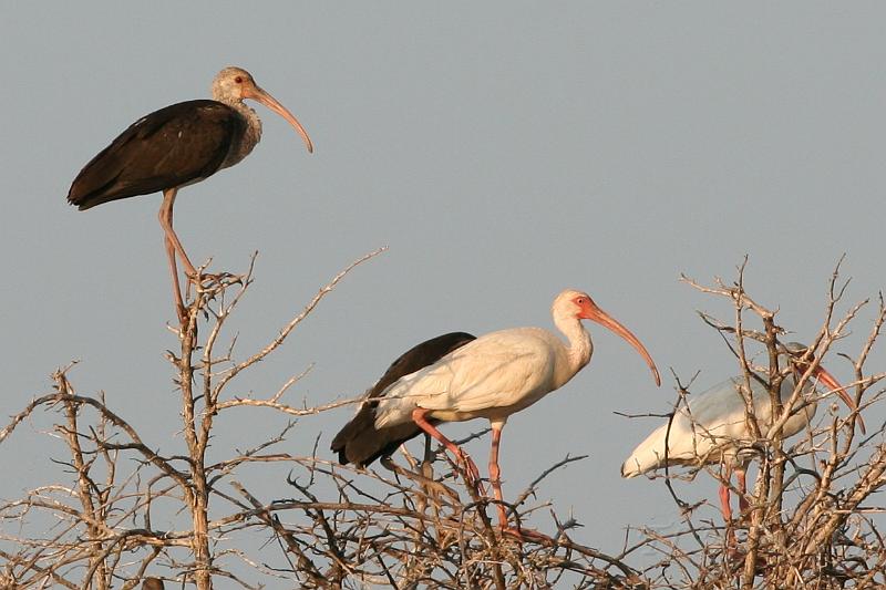 All ages of White Ibis.jpg